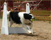 Fred doing agility